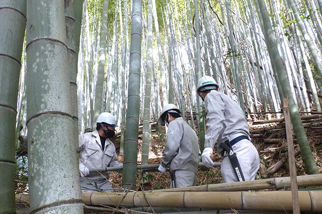 Grove Maintenance for Healthy Bamboo